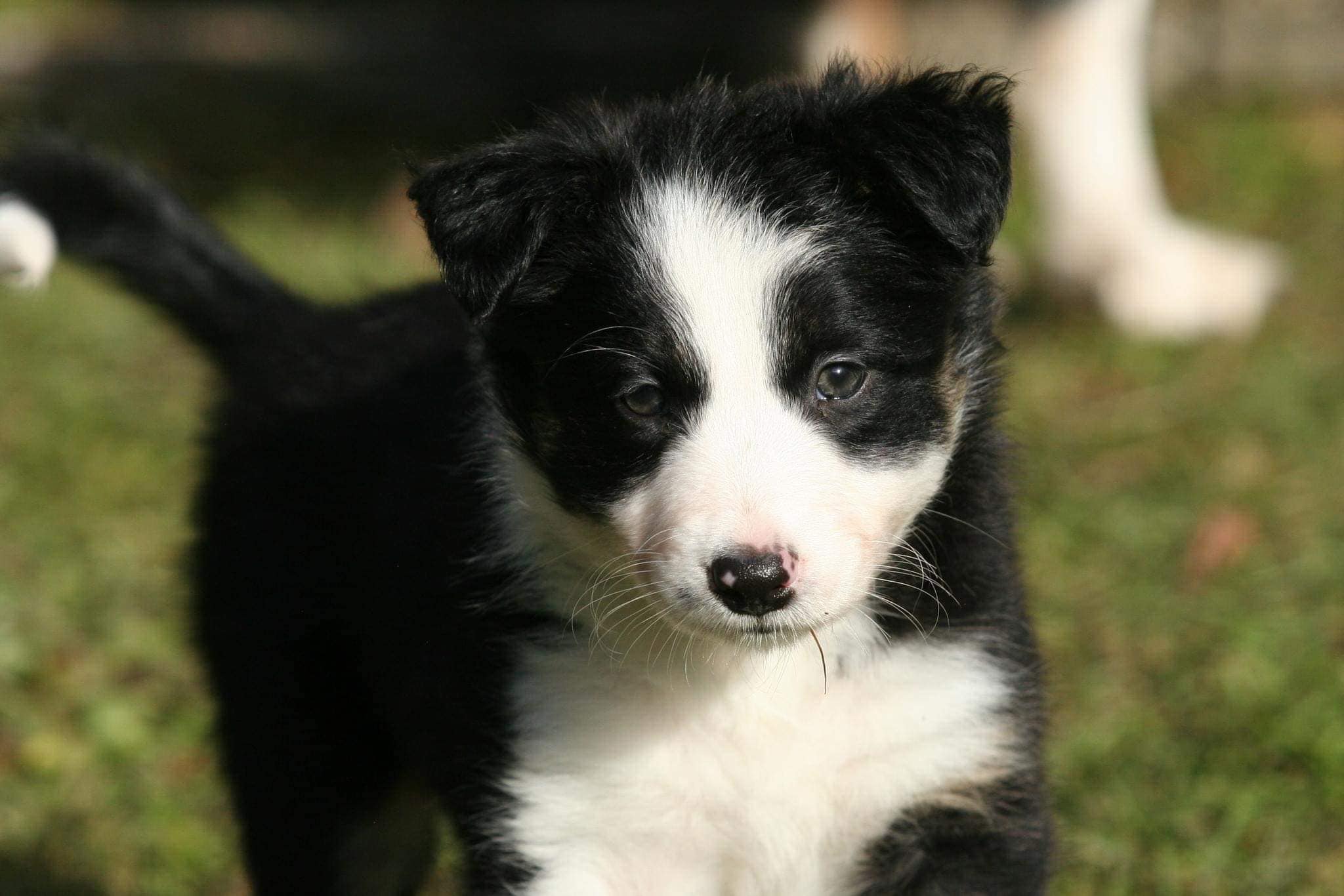 ELEVENTH GEM NEWHILL SHEEPDOG8