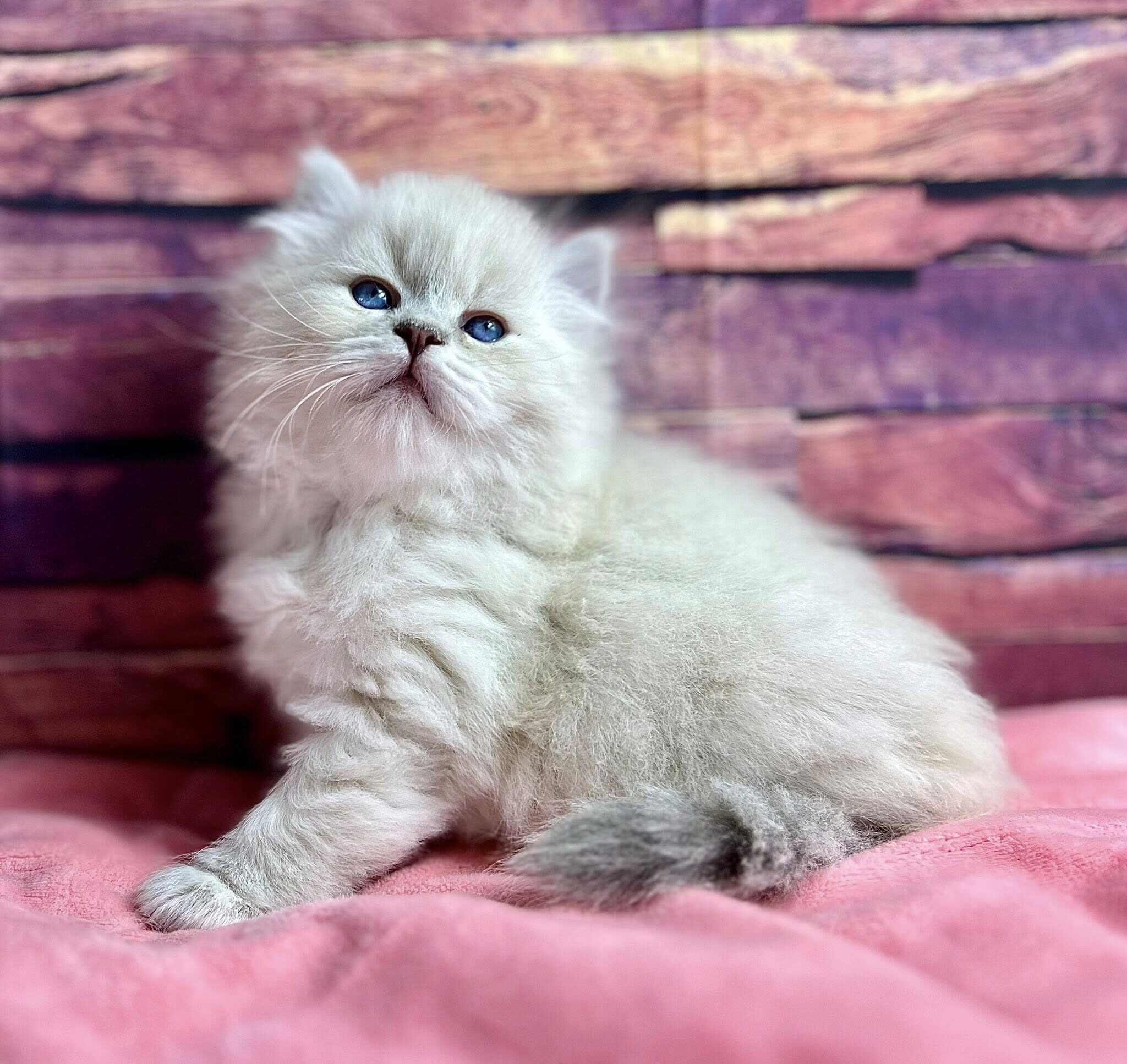 495230749_10213066415172874_3370237186422203221_n 495230749_10213066415172874_3370237186422203221_n