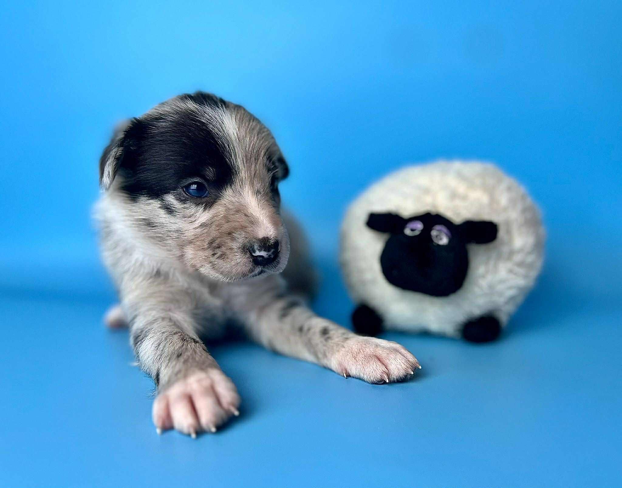 6c8b2063-d622-4e54-bd03-cc675bc3588a