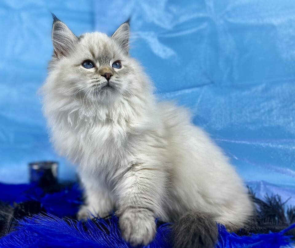 Black berry Black berry