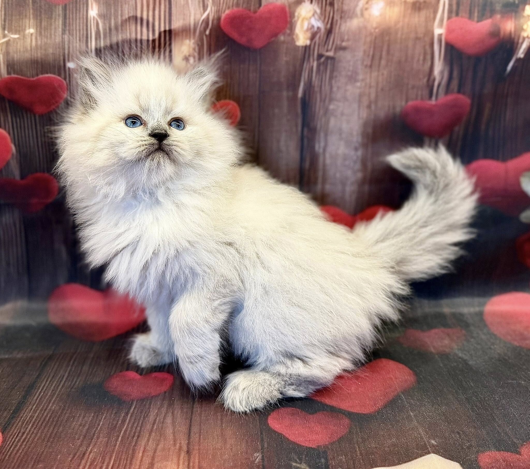 627786700_10214709223642059_6314602111696554230_n